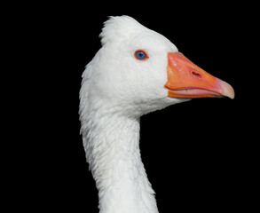 Anser anser domesticus