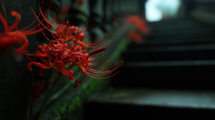 Red Spider Lily Bloom Along Cemetery Path During Higan Festival in Japan