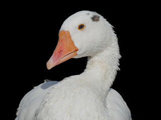 Anser anser domesticus