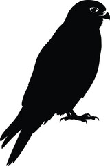Silhouette of a falcon perched