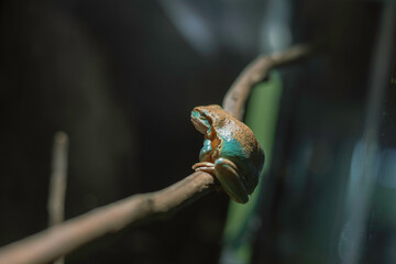 green tree frog on a branch, animals living in forest and pond