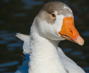 Anser anser domesticus