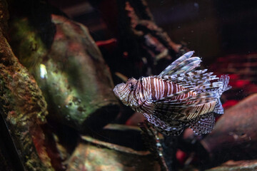 turkeyfish in aquarium, red minokasago, zebra lionfish with posion swimming under water