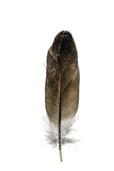 feather