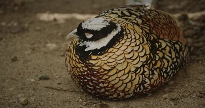 Reeves's pheasant sleeping in yard. Syrmaticus reevesii is a large pheasant within the genus Syrmaticus. It is endemic to China. Close up.