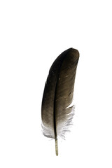 feather