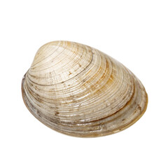 seashell isolated on white background