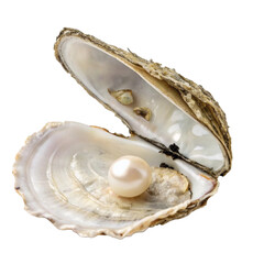 seashell isolated on white background