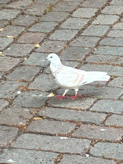 taube vogel stadt weiß
