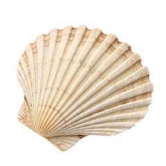 seashell isolated on white background