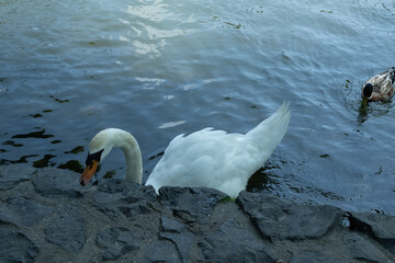 schwan see teich tier