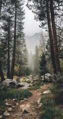 Obraz premium Misty forest path winds through tall trees