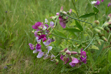 blume natur pflanze schön