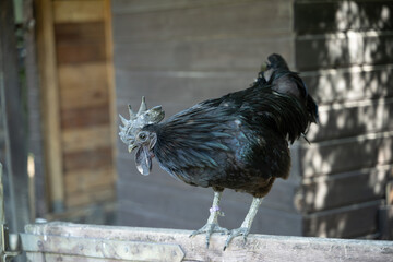 Fototapeta premium hühner vogel natur tier huhn hahn