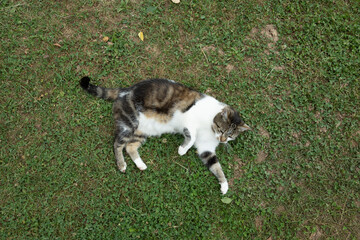 katze tier natur wiese