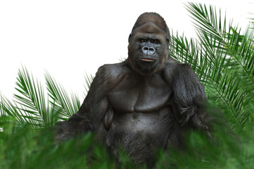 Obraz premium Affe 3