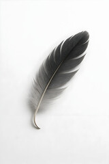 Sadverse single black feather on white