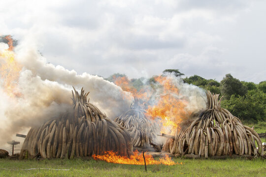 View of ivory tusks ablaze, sending plumes of thick smoke into the sky in a powerful statement against poaching, Nairobi, Nairobi County, Kenya.