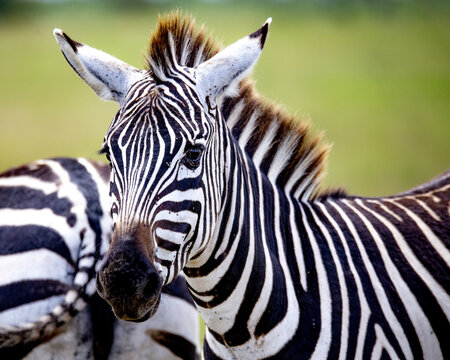 View of a zebra's striking black and white stripes contrasting against the soft green of the savanna, its alert eyes capturing the essence of wildlife, Nairobi, Nairobi County, Kenya.