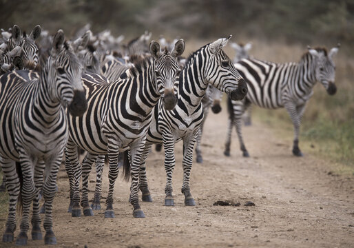 View of a dazzle of zebras congregating, their black and white stripes creating a mesmerizing pattern against the tan landscape, Nairobi, Nairobi County, Kenya.