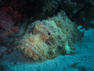 Camouflaged bearded scorpionfish resting at the bottom of the sea off the coast of Sumatra island © Vladimir