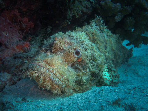Camouflaged bearded scorpionfish resting at the bottom of the sea off the coast of Sumatra island