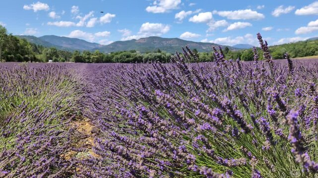 Lavender fields of Provence in summer