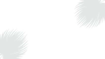 soft palm leaf shadow background template, tropical foliage shadow overlay on white, elegant botanical shadow background design, minimal palm leaves shadow effect layout