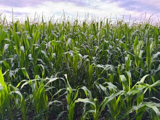 green corn field
