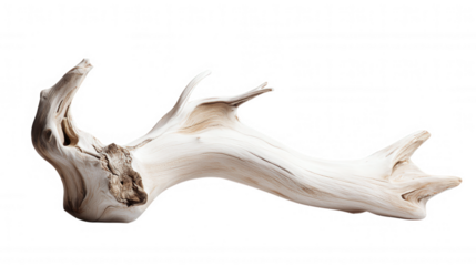 transparent icon 3d driftwood branch displaying intricate wood grain, textured surface revealing natural aging process against Weathered