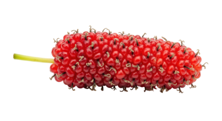 Isolated Red Mulberry