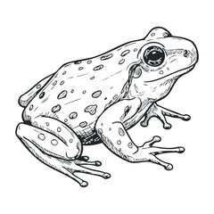 Naklejka premium Detailed sketch of spotted frog in black and white line art style. Vector illustration