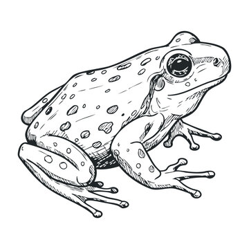 Detailed sketch of spotted frog in black and white line art style. Vector illustration