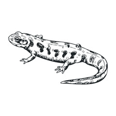 Naklejka premium Black and white sketch of a spotted salamander. Vector illustration