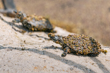 Two baby turtles, covered in duckweed, bask on a warm rock while leaving the water, embracing the sunlight in their natural habitat