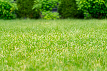 Naklejka premium A lush, vibrant green lawn fills the foreground, with soft-focus foliage of trees and bushes creating a natural, blurred background, evoking a sense of spring and nature's beauty.