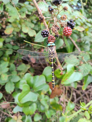 Dragonfly Resting on Blackberry Bush