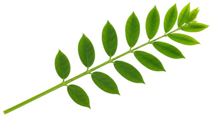 Isolated Green Leafy Branch