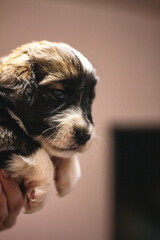 Newborn puppy on palms looking at camera. Portrait of puppy from the side close-up brown tones