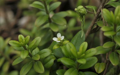 Obraz premium Vector art of closeup of a small white flower blooming among green leaves in a natural setting