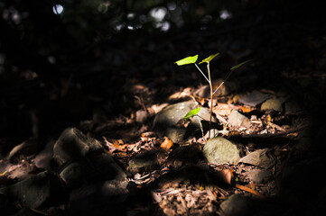 new life concept