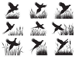 Obraz premium PHEASANT FLYING ON REEDS SILHOUETTE