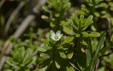 Obraz premium Vector art of close up of a small white waterhyssop flower surrounded by green leaves in nature