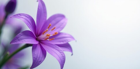 Obraz premium Intricate purple flower details, soft focus, clean white space, white, summer, macro photography