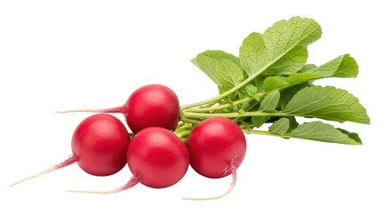 Isolated Bunch of Fresh Radishes with Green Leaves