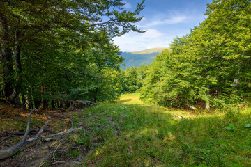 mountain landscape with beech forest in summer. beautiful nature scenery with trees on the steep hillside of svydovets ridge under cloudy sky