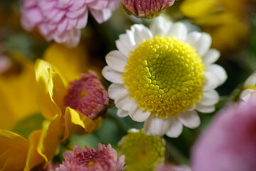 yellow and purple flowers