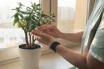 Woman wipe the leaves of a crassula in a white flower pot stands on a windowsill