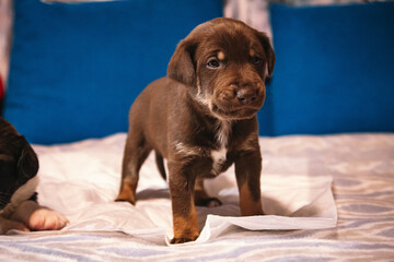 Brown newborn puppy stands on a diaper and looks at the camera. Portrait of a puppy close-up on a blue background. Veterinary, pet store. Help for animals