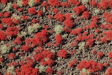 Red and gray plants on volcanic rock